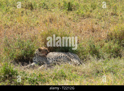 Cheetah, Acinonyx jubatus jubatus, liegt in einem kleinen Schatten nach der Tötung eines Thomson Gazellen, Eudorcas thomsonii, in der Serengeti National Park, Stockfoto