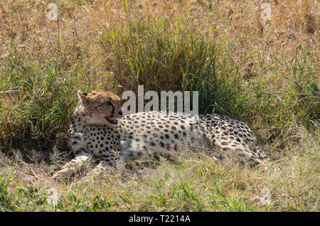 Cheetah, Acinonyx jubatus jubatus, liegt in einem kleinen Schatten nach der Tötung eines Thomson Gazellen, Eudorcas thomsonii, in der Serengeti National Park, Stockfoto