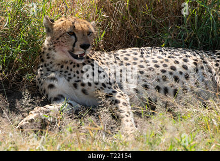 Cheetah, Acinonyx jubatus jubatus, liegt in einem kleinen Schatten nach der Tötung eines Thomson Gazellen, Eudorcas thomsonii, in der Serengeti National Park, Stockfoto