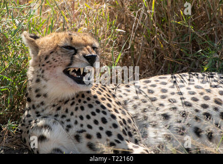 Cheetah, Acinonyx jubatus jubatus, liegt in einem kleinen Schatten nach der Tötung eines Thomson Gazellen, Eudorcas thomsonii, in der Serengeti National Park, Stockfoto