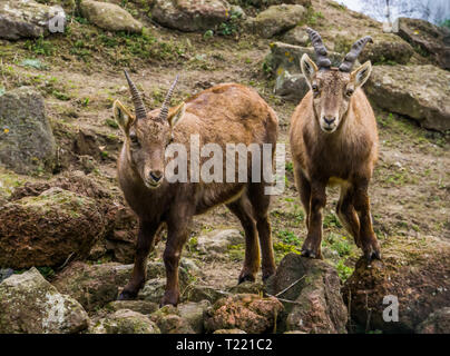 Zwei alpinen Steinböcke nebeneinander stehen, Tiere aus den Bergen von Europa Stockfoto