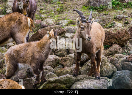 Mutter Alpensteinbock mit Ihrem kleinen Kind und andere Familienmitglieder, wilde Ziegen aus dem Gebirge Europas Stockfoto