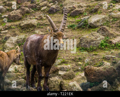 Closeup Portrait eines männlichen Steinböcke mit Hörnern, Tiere aus den Bergen von Europa Stockfoto