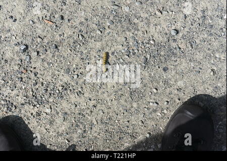 Caterpillar isoliert auf einem Wanderweg, auf konkrete, Stein, in den Alpen, Deutschland Stockfoto