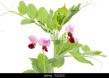 Grüne Bohne Blumen auf weißem Hintergrund Stockfoto