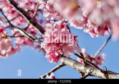 Kirschblüten gegen blauen Himmel Stockfoto