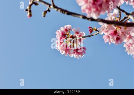 Kirschblüten gegen blauen Himmel Stockfoto