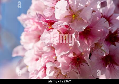 Kirschblüten gegen blauen Himmel Stockfoto