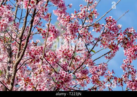 Kirschblüten gegen blauen Himmel Stockfoto