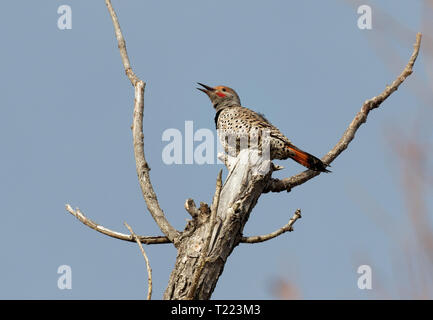 Eine nördliche flimmern Sitzstangen auf der Cottonwood Extremität in Cheyenne, Wyoming. Stockfoto