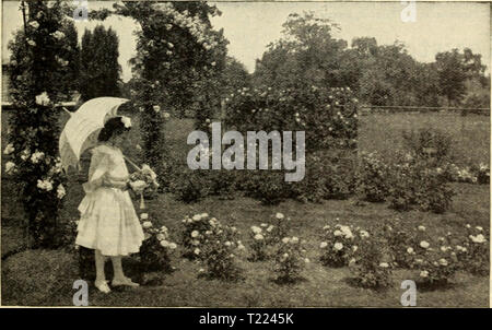 Archiv Bild von Seite 50 der Dingee Leitfaden zur Rose Kultur Dingee Leitfaden zur Rose Kultur dingeeguidetoros 19 ding Jahr: 1909 t. DiNGEE Leitfaden für Rose Cyui/RE 1850 ICH STANDARX) LISTE DER EVERBLOOMING TEE ROSEN, setzte Joseph Tarifstreit Camation - Rot, Weiterleitung an Carmine. Jules Finger, rosig Scharlach, schattigen intensive Crimson. Lady Castlereagh.' Rose, schattigen Schwefel-gelb. La Neige. Fein, groß, mit weißen Blüten. La Pactole. Silphur blass-gelb. La Sylphide, Blush,-n-ten fawn Center. Laurette. Cremeweiß, schattigen Rose. Letty Coles. Die Farbe ist ein sanftes rose - rosa, deeph-schattierten mit intensiven Crimson. Ein Stockfoto