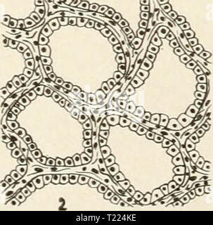 Archiv Bild von Seite 55 der Pathologie und Differentialdiagnose der Pathologie und differenzierte Diagnose von Infektionskrankheiten der Tiere differentpathology 00 moorrich Jahr: 1908 Stockfoto