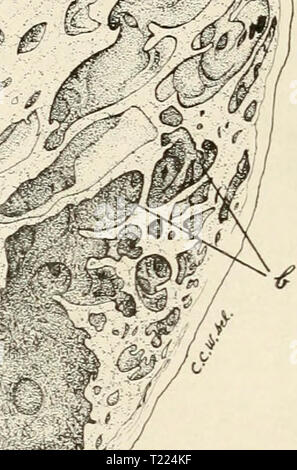 Archiv Bild von Seite 55 der Pathologie und Differentialdiagnose der Pathologie und differenzierte Diagnose von Infektionskrankheiten der Tiere differentpathology 00 moorrich Jahr: 1908' -&gt; Stockfoto