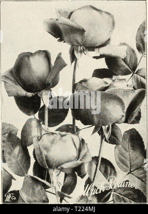 Archiv Bild von Seite 56 der Dingee Leitfaden zur Rose Kultur Dingee Leitfaden zur Rose Kultur: Seit mehr als 60 Jahren eine Behörde dingeeguidetoros 19 Ding 5 Jahr: 1914 ROSES - Fortsetzung Ulrich Brunner eine große Rose, auf alle pflanzmaschinen als eines der Besten in dieser Klasse bekannt ist. Gewaltige, Große, kräftige Blüten, volle und globuläre: Reich, glühende Crimson, elegant geflammt mit Scarlet. Hardy, ungewöhnliche freie blühende Pflanze. Stark duftend. RUHM DER GARTENWELT. Neue Blume, große und Tine, lange, steife Stiele; reine tief rot. Reichblühend. 25C. 5 für $ 1,00; zwei Jahre alte Pflanzen, 50c. jedes. MARIE BAUM Stockfoto