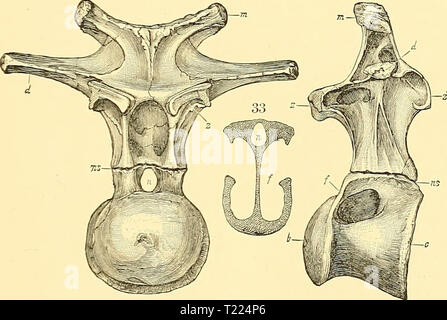 Archiv Bild von Seite 56 Der Dinosaurier von Nordamerika die Dinosaurier von Nordamerika dinosaursofnort 00 mars Jahr: 1896 J10 R0 SAURID. E. 181 2 IOBOSA UBIDJE. MOKOSATJRTJS. Die Gattung Morosaurus, die Art der Familie, wurde durch den Verfasser im Jahre 1878 beschrieben, die im amerikanischen Journal der Wissenschaft, die die meisten der ursprünglichen Beschreibungen von Sauropoda in diesem Land gefunden. Der Schädel. Den Kopf in dieser Gattung war sehr klein. Den hinteren Teil des Schädels ähnelte, Diplodocus, aber die Front war viel mehr Masse. Der Unterkiefer war besonders leistungsfähigen, wie durch die dentary Knochen Abb. Stockfoto