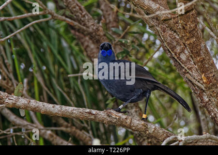 North Island kōkako, Tiritiri Matangi Insel Bird Sanctuary, Neuseeland. Mit Blick auf die Kamera. Stockfoto