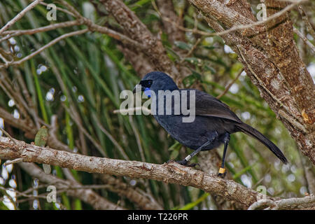 North Island kōkako, Tiritiri Matangi Island Open Nature Reserve, Neuseeland. Profil, auf.