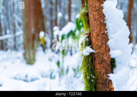 Moos wächst auf Skinny brauner Baumstamm mit Schnee, der rechten Seite, in einem Wald Moor, nach einem Schneesturm, mit flauschigen Schnee überall. Stockfoto