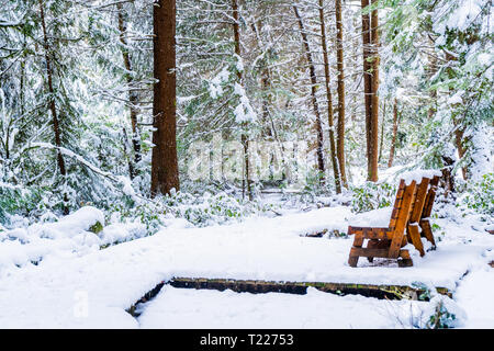 Bank in einem verschneiten Wald, auf einem erhöhten Wanderweg nach einem Schneesturm in Vancouver (Delta) BC, bei Verbrennungen Moor. Immergrüner Baum Stamm und erhöhten Plattform. Stockfoto