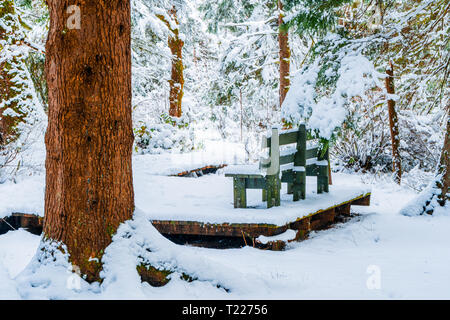 Bank in einem verschneiten Wald, auf einem Wanderweg, nach einem Schneesturm in Vancouver (Delta) BC, bei Verbrennungen Moor. Immergrüner Baum Stamm und erhöhten Plattform. Stockfoto