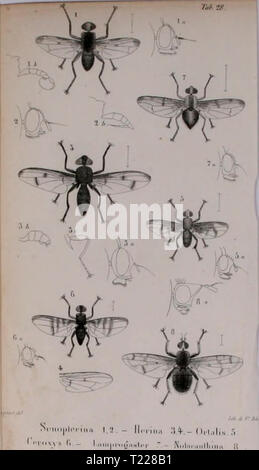 Archiv Bild von Seite 890 des Diptères exotiques Nouveaux ou peu Stockfoto