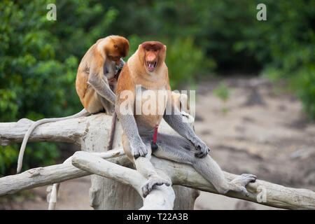 Familie von Nasenaffen, Nasalis larvatus, sitzen auf dem Baum. Borneo Stockfoto