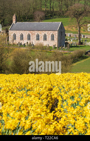 Kinneff alte Kirche mit einem Feld von Narzissen in den Vordergrund. Stockfoto