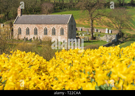 Kinneff alte Kirche mit einem Feld von Narzissen in den Vordergrund. Stockfoto