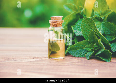 Die Minze in ein kleines Glas zu extrahieren. Selektive konzentrieren. Natur. Stockfoto