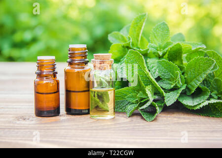 Die Minze in ein kleines Glas zu extrahieren. Selektive konzentrieren. Natur. Stockfoto