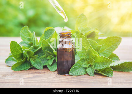 Die Minze in ein kleines Glas zu extrahieren. Selektive konzentrieren. Natur. Stockfoto