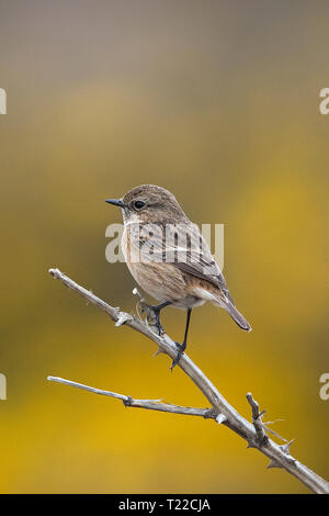 Schwarzkehlchen (Saxicola Torquata) Stockfoto