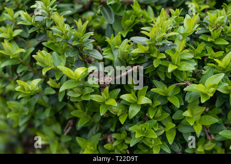In der Nähe der Hecke. Details in Blätter und Zweige. Tiefenschärfe. Stockfoto
