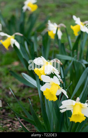 Wilden Narzissen: Narcissus pseudonarcissus. Frühling Blumen blühen in den deutschen Park. Stockfoto