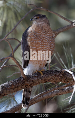 Der Cooper hawk unblinking Aufmerksamkeit ist auf Anzeige in der Lion Park, Cheyenne, Wyoming Stockfoto