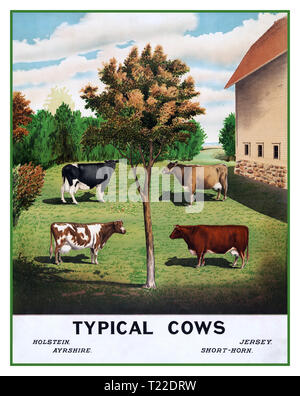 COWS Vintage 1900 's Landwirtschaft Poster mit Illustration Vielfalt der typischen Exemplar britischen Kühe: Holstein, Jersey, Ayrshire, kurz-Horn. Draußen in natürlichen organischen Beweidung Lage im Freien Lithographie 1904 Stockfoto