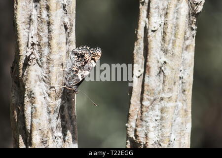 Closeup Bild eines Neuseeland Red Admiral Schmetterling (Vanessa gonerilla) getarnt mit eingeklappten Flügeln. endemisch in Neuseeland. Stockfoto