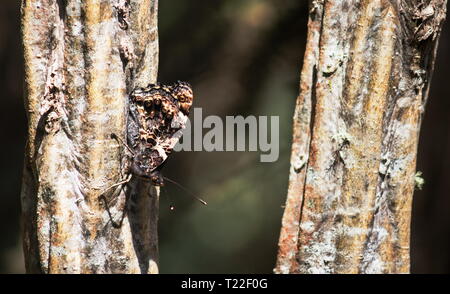 Closeup Bild eines Neuseeland Red Admiral Schmetterling (Vanessa gonerilla) getarnt mit eingeklappten Flügeln. endemisch in Neuseeland. Stockfoto