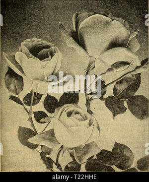 Archiv Bild von Seite 8 von dingee Leitfaden zur Rose Kultur Dingee Leitfaden zur Rose Kultur dingeeguidetoros 19 Ding 7 Jahr: 1916 Allgemeine Jacqueminot. ii Garten' SIEBEN HARDY EVERBLOOMING ROSEN 50c Dieser immens populären Sammlung umfasst die sehr Tanz in diesem Jahr. Rosa liA FRANCEâMagnificent, großen, voll und silbrig-rosa Blüten. MARIE GUII." IiOTâA Königin unter den weißen Rosen. Groß, voll, fein Blumen gebildet. METEORâRich, samtig Karmesinrot, Knospen und Blüten groß, voll, und doppelklicken. rrincess Bonnie. Beste hardy Garten Rosen. Flov/ers kann in abun geschnitten werden - HENRY M. STANLEYâBeautiful Doppel fl Stockfoto