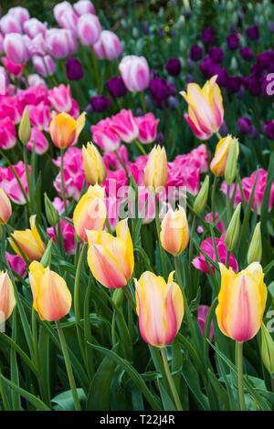 Nahaufnahme von rosa und gelbe Tulpen in den Vordergrund und lila Tulpen im Hintergrund in der Spitze Blüte in einem Blumenbeet. Stockfoto