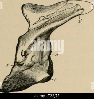 Archiv Bild von Seite 18 der Diplodocus (Sumpf) seine Osteologie, Diplodocus (Marsh): seine Osteologie, Taxonomie, und wahrscheinliche Gewohnheiten, mit einer Wiederherstellung der Skelett diplodocusmarshi 11 hatc Jahr: 1901 HATCHER: DIPLODOCUS (mAKSH) 19 jede Beschreibung dieser Wirbel bietet. Seine Beschreibung der gesamten Wirbelsäule von Diplodocux in seiner 'Dinosaurs von Nordamerika" ist recht kurz betrachten, die höchst interessant und bemerkenswert spezialisierte Natur dieser Teil des Skeletts. Er verzichtet auf die Wirbelsäule in zwei kurzen Absätzen von elf Linien. Von Marsh's Zahlen der Atlas ein Stockfoto