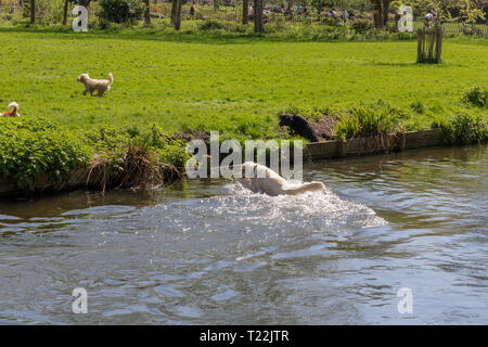 Hund spielen in River Wandle Stockfoto