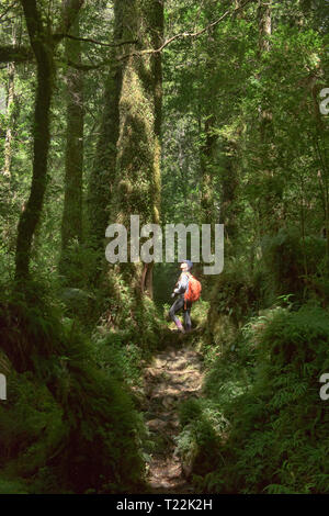 Trekking im Wald, Cascadas Trail, pumalin Nationalpark, Patagonien, Region de los Lagos, Chile Stockfoto