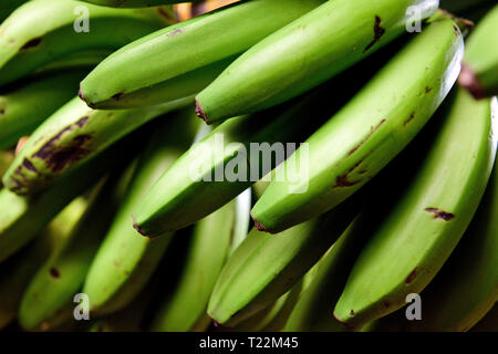 Frisch geerntete Grüne Bananen in einem Bauern Markt in Kolumbien, Südamerika. Stockfoto