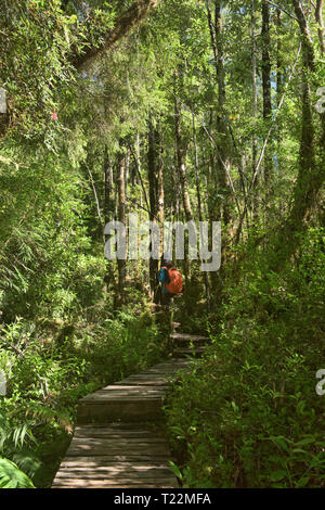 Trekking im Wald, Cascadas Trail, pumalin Nationalpark, Patagonien, Region de los Lagos, Chile Stockfoto