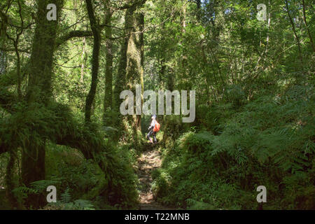 Trekking im Wald, Cascadas Trail, pumalin Nationalpark, Patagonien, Region de los Lagos, Chile Stockfoto