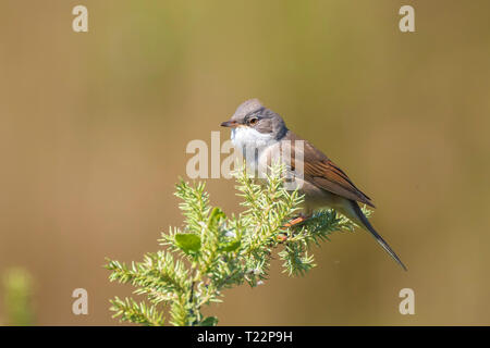 Vogelperspektive Whitethroat Sylvia Communis, singen um ein Weibchen während der Brutzeit im Frühjahr zu gewinnen Stockfoto