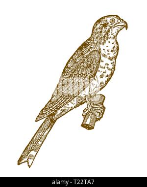 Eurasischen Sperber (accipiter Nisus) sitzen auf einem Ast. Abbildung: Nach einem historischen Holzschnitt aus dem 16. Jahrhundert Stock Vektor