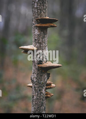 In der Nähe von Pilzen, die auf einem Baumstamm Stockfoto