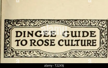 Archiv Bild von Seite 26 der Dingee Leitfaden zur Rose Kultur Dingee Leitfaden zur Rose Kultur: 1917 dingeeguidetoros 19 Ding 8 Jahr: 1917 Dingee Rosen feiSJ Stockfoto